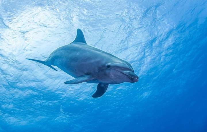 Dauphin dans l'eau Martinique