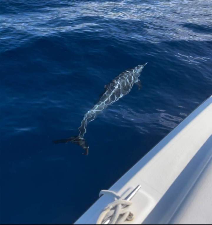 Snorkeling Martinique