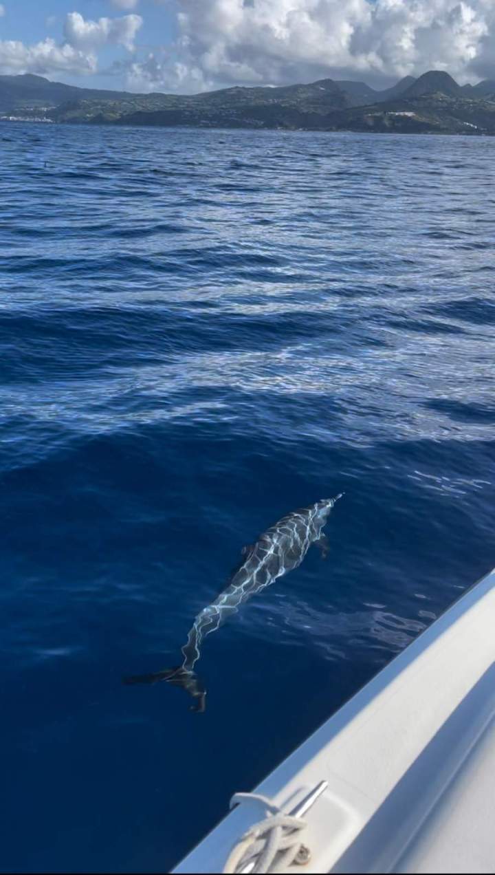 Balade sous-marine